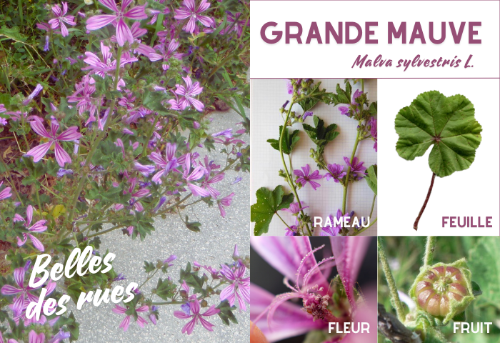 Grance mauve par Liliane Roubaudi, Genevieve Botti et Dominique Remaud CC BY-SA