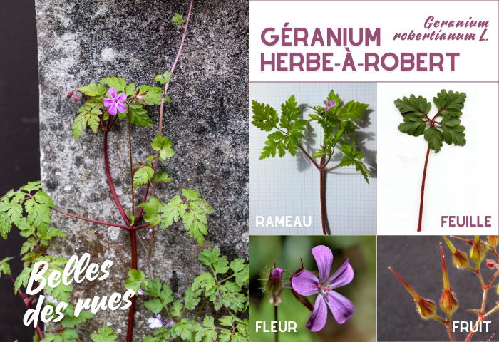 Géranium herbe-à-robert par Liliane Roubaudi, stephane.bello, Dominique Remaud et Jean Paul Saint Marc CC BY-SA