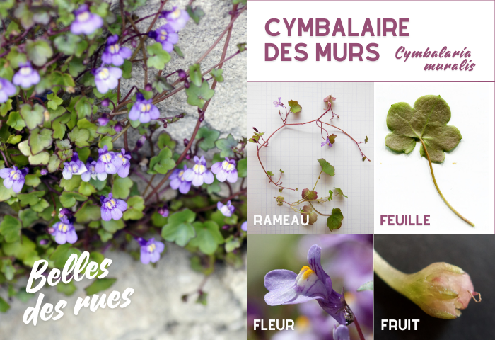 Cymbalaire des murs par Liliane Roubaudi, Dominique Remaud, Rachel Schol et Patrick Nourdin CC BY-SA