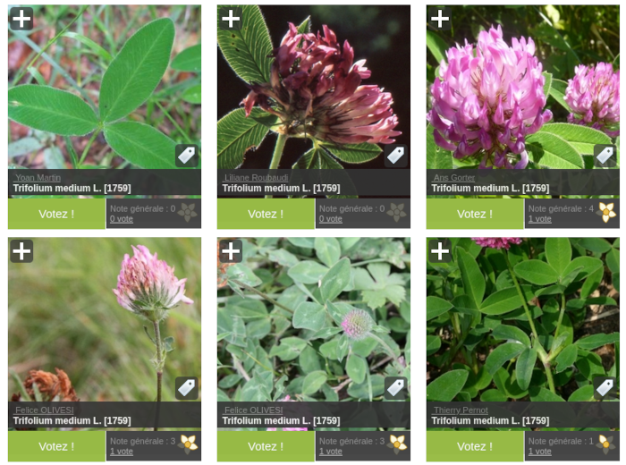 Aperçu de différentes photographies de Trifolium medium L.