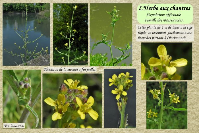 Herbe-aux-chantres_1-scaled