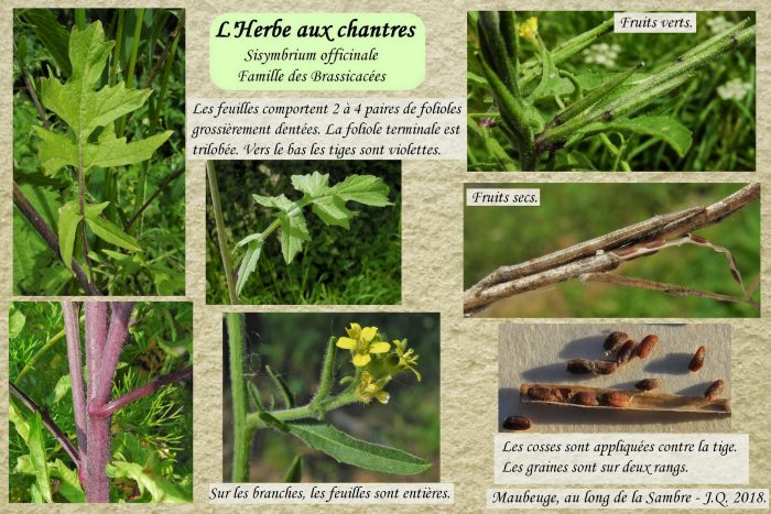 Herbe-aux-chantres_2a