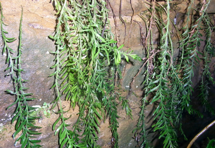 <i>Tmesipteris oblanceolata </i> Copel., wikimédia commons CC-BY-SA