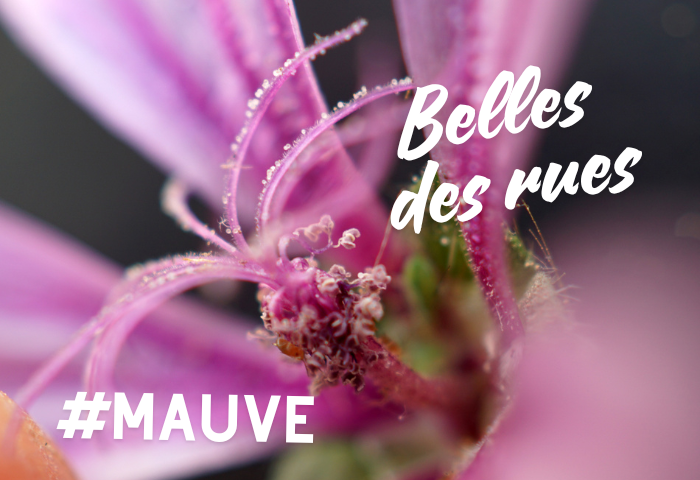 belles des rues mauve