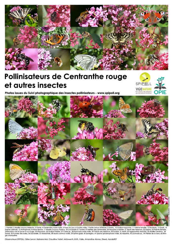 Pollinisateurs de Centranthe rouge