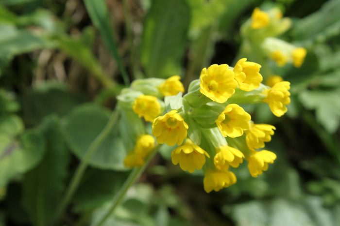 Primula veris L. par Alain Rivière CC BY-SA Tela Botanica