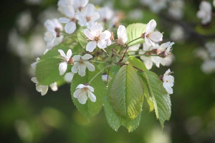 Cerisier des oiseaux, Prunus avium (L.) L. par Hervé GOËAU CC BY-SA 2.0 Tela Botanica