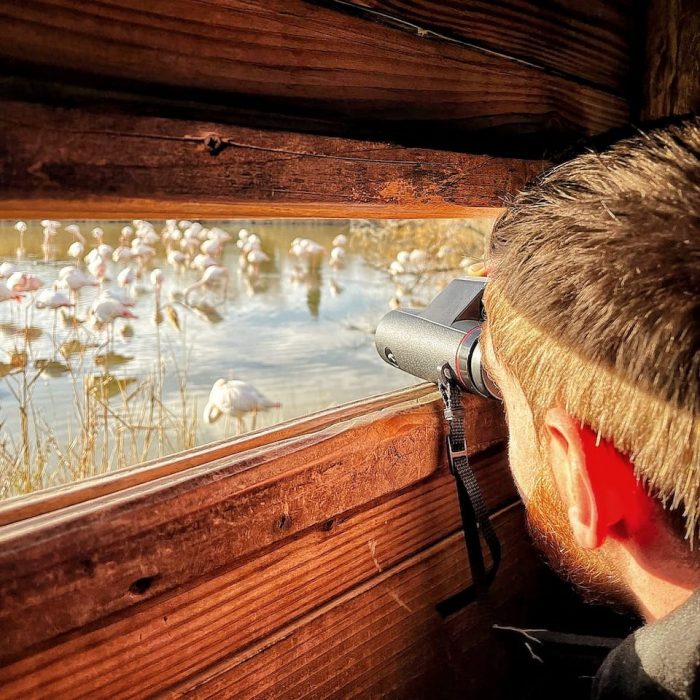 observation-flamants-roses