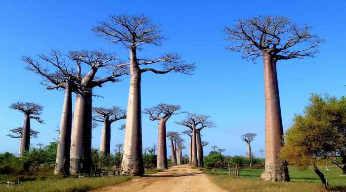 standard_compressed_Baobab_Avenue_Morondava_Madagascar_Hiroki_Ogawa_cr