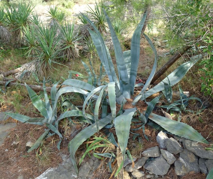 Agave americana L. par Alain Bigou