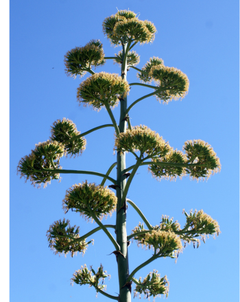 Fleurs d'agave d'Amérique, par Liliane Roubaudi - Tela Botanica CC BY-SA