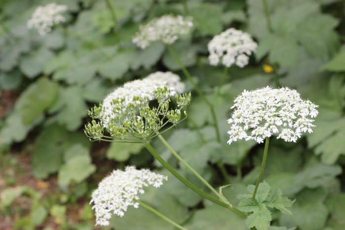 <i>Heracleum alpinum </i> L. par Christophe Girod CC BY-SA Tela Botanica