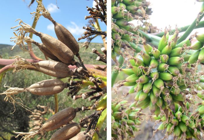 Fruits d'agave d'Amérique, par Marie Portas et Michel Pansiot - Tela Botanica CC BY-SA