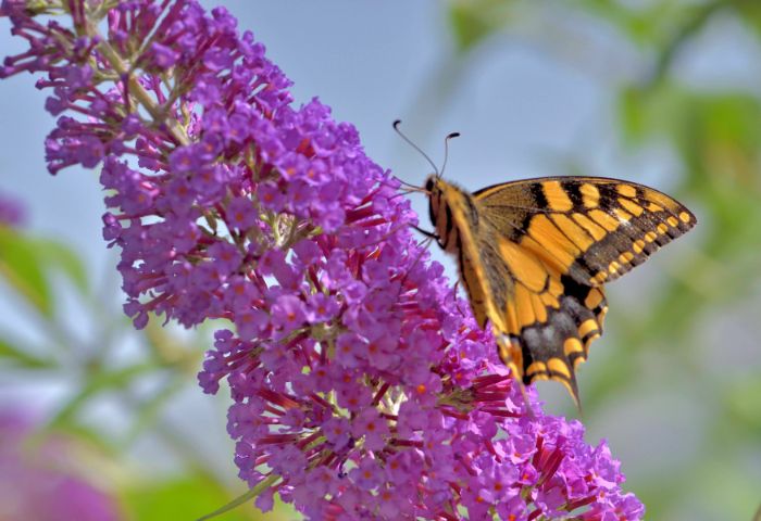 Buddléa de David (Buddleja davidii Franch.) butiné par un Machaon (Papilio machaon L.), photo par Jean Paul Saint Marc, CC-BY-SA