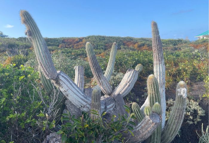 Cactus des Antilles (Pilosocereus millspaughii (Britton) Byles & G.D.Rowley) dans les îles Turks et Caicos, wikimédia commons, CC-BY-SA