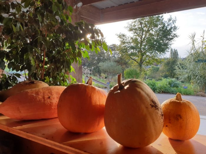 Atelier creusage de courges