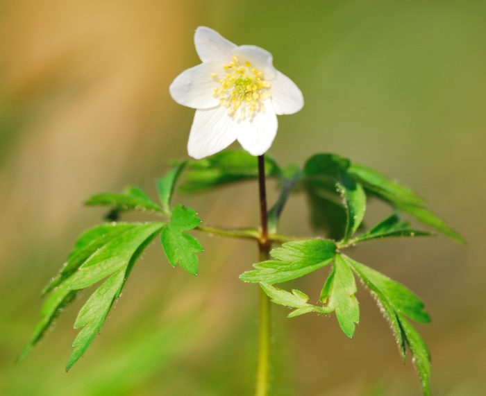 20090421_anemone_nemorosa