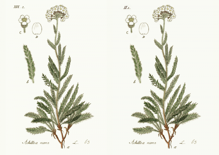 Image d'origine à gauche : <i>Achillea nana </i>, Deutschlands Flora in Abbildungen, via Wikipédia - Domaine public