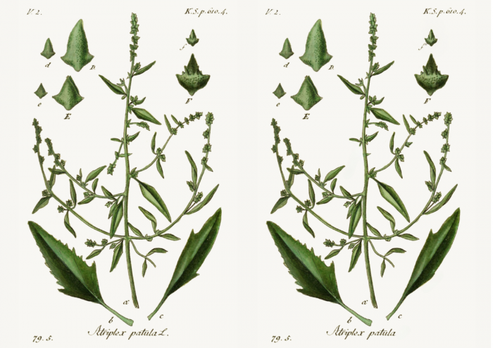 Atriplex patula