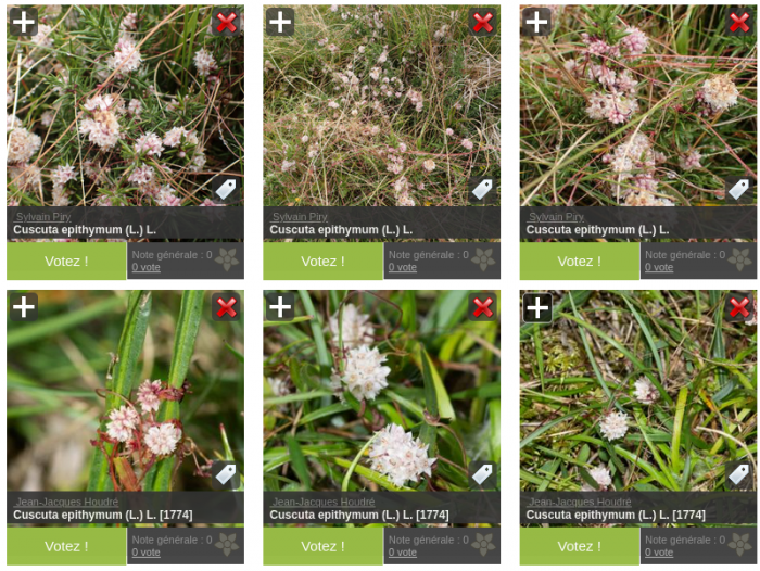 Aperçu des photographies de Cuscuta epithymum