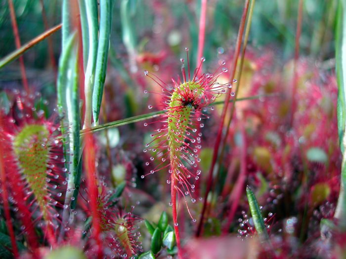 Drosera longifolia L. [1753][Dét. Philippe FERRANTE]