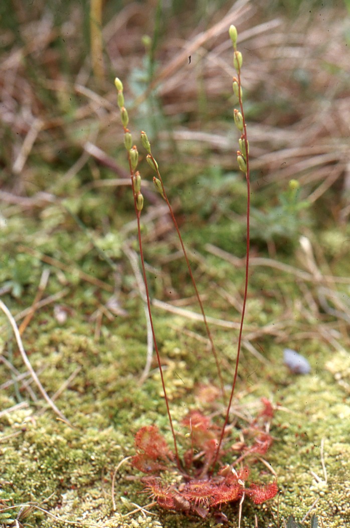 Drosera rotundifolia L. [1753][Dét. Liliane Roubaudi]