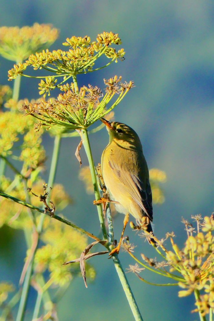 Foeniculum vulgare (Autreinconnu) par Sylvie 01