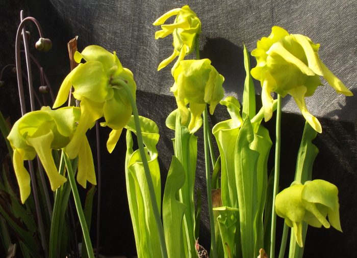 Sarracenia flava L. [1753] Jean-Claude Echardour]