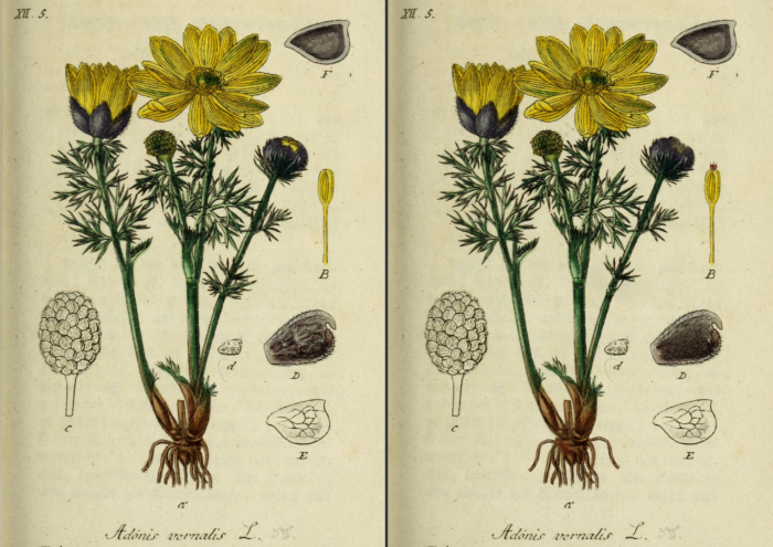 Jeu des differences Adonis de printemps Adonis vernalis L.