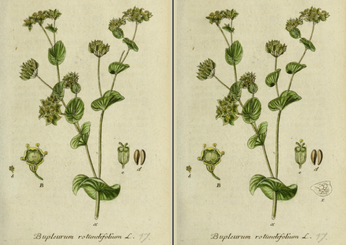 Bupleurum rotundifolium L.