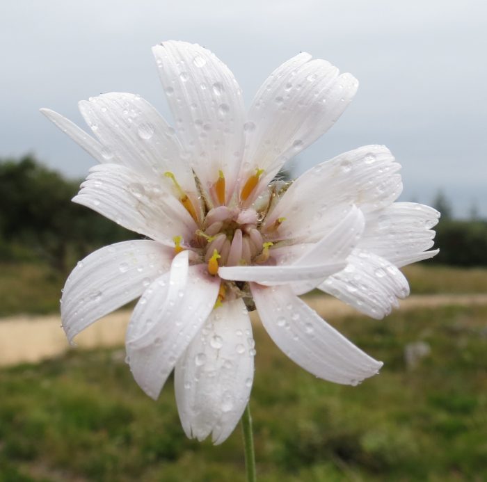 Catananche-Montjoyer