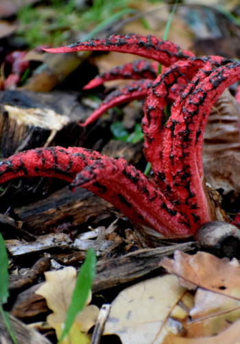 Anthurus d'Archer  Clathrus archeri