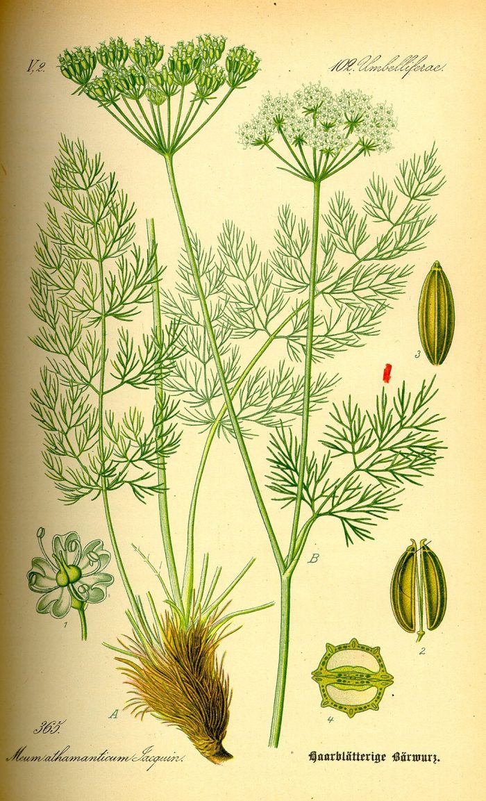 Illustration_Meum_athamanticum