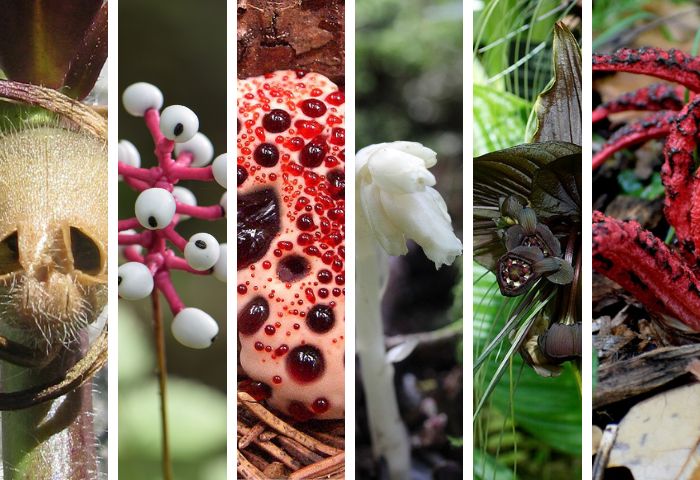 Plantes et champignons pour se faire peur Tela Botanica Wikipedia