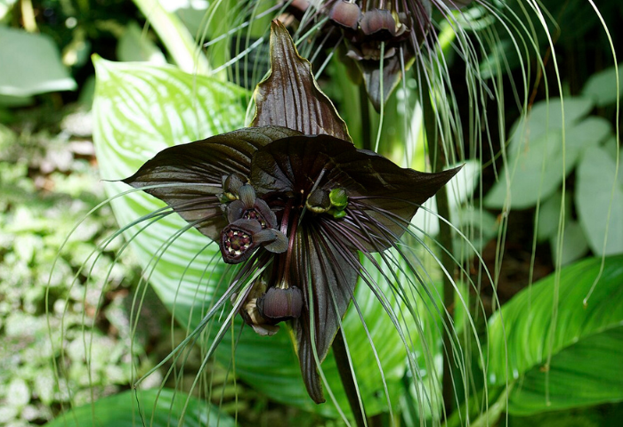 English: Bat Flower (Tacca Chantrieri)  	Ronincmc