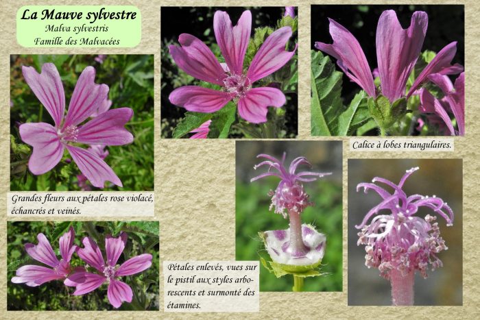 Mauve-sylvestre_2-scaled