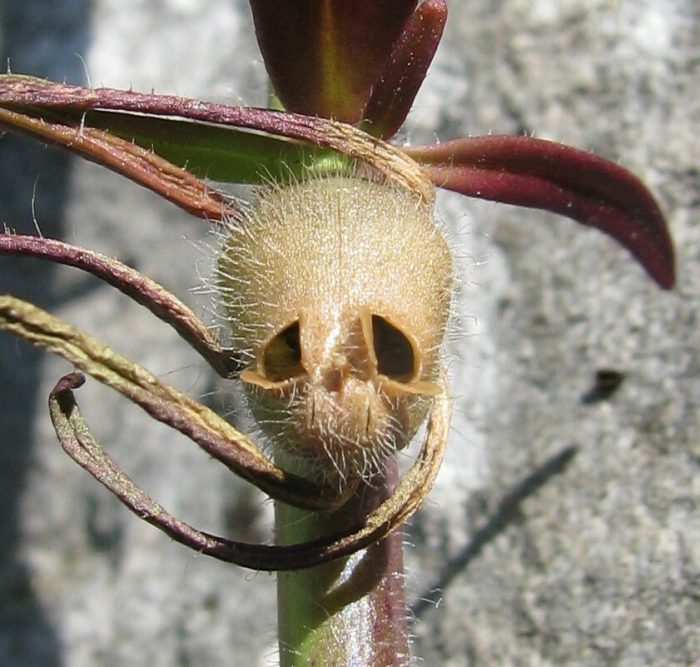 Misopates orontium (L.) Raf. [1840][Dét. Dany ROUSSEL]