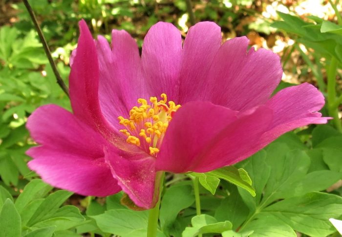 Paeonia officinalis DDR 05 0 5 18