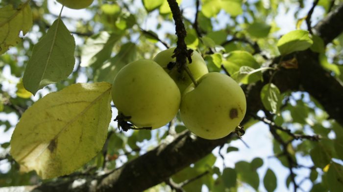 Pommier sauvage. – Fourni par l’auteur