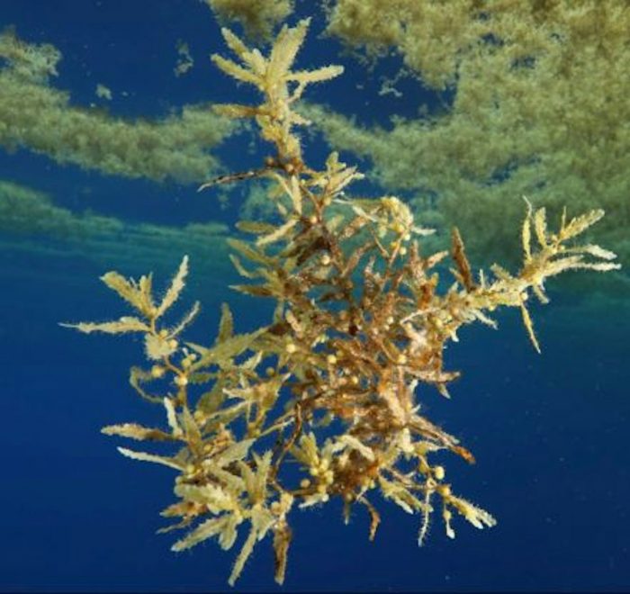 Sargassum Natans recouverte de son biofilm. Sandrine Ruitton