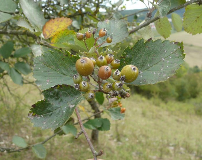 Sorbus_eystettensis_050915