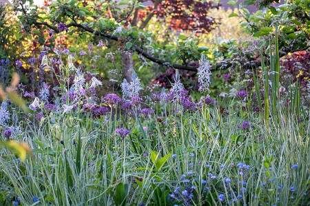 Camassia leichtlinii + Allium + Calamagrsis 'Overdam'