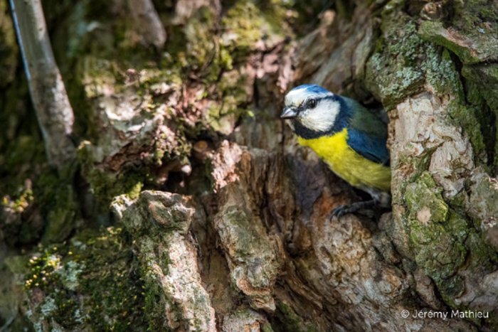 mésange bleue-Bialowieza