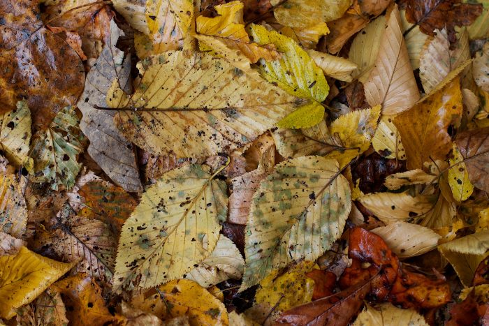 Une litière de feuilles