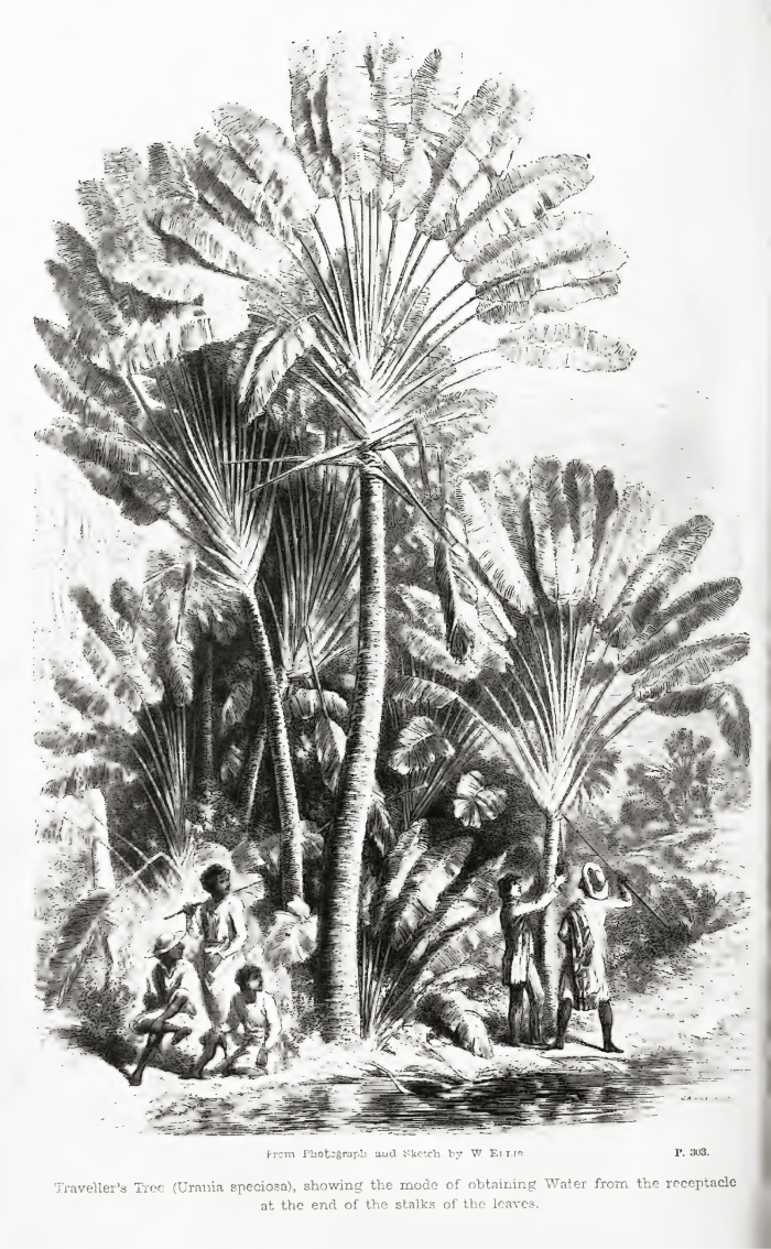 Arbre du voyageur Ellis 1858