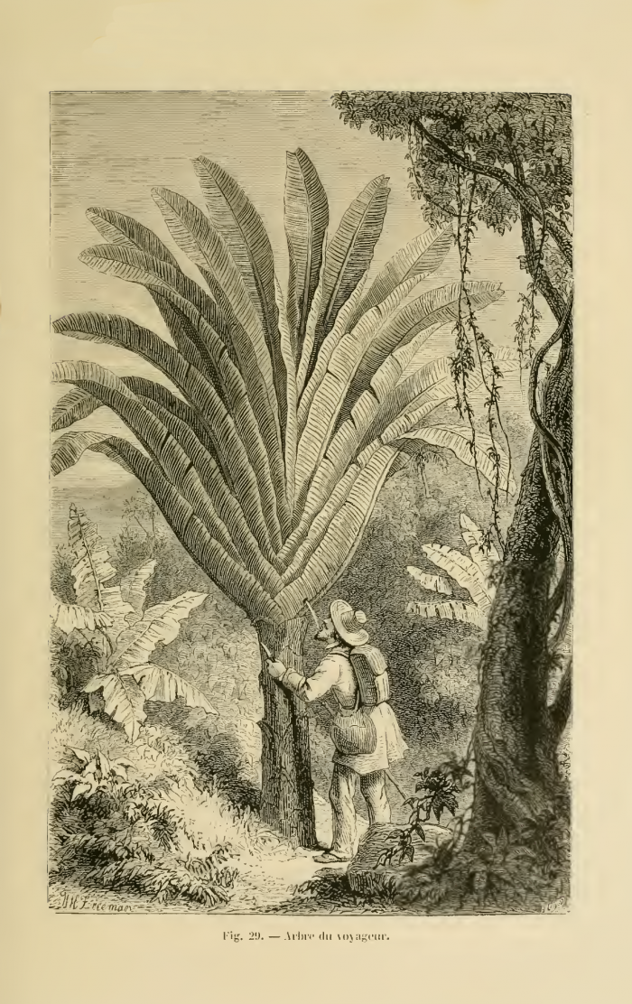 Arbre du voyageur Rambosson 1868