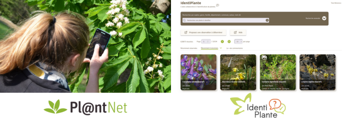 Deux outils d'aide à l'identification des plantes : Pl@ntNet et IdentiPlante - Tela Botanica CC BY-SA 2.0