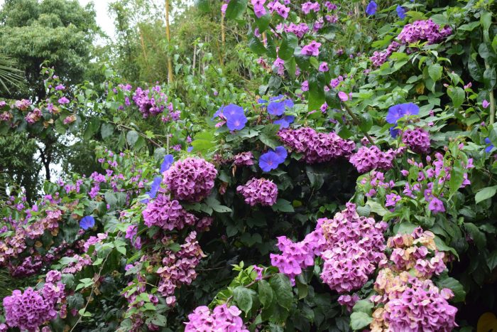 Bougainvillea-Violet-de-Mèze-3-min-scaled