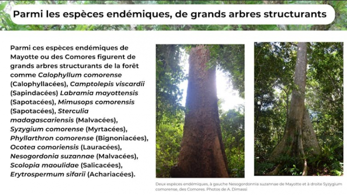 Grands arbres structurants