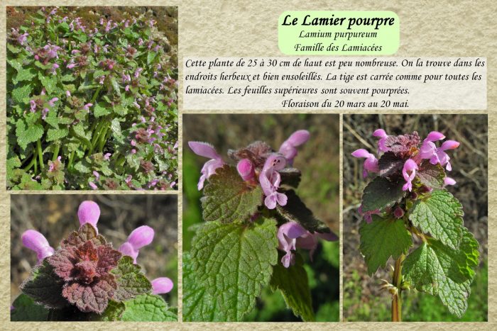 Lamier-pourpre_1-scaled